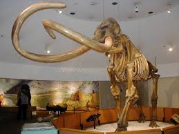 scheletro di mammut