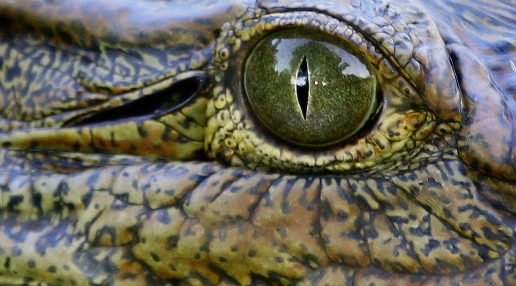 coccodrillo